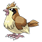 Image of Pidgey