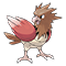 Image of Spearow