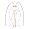 Image of Pheromosa